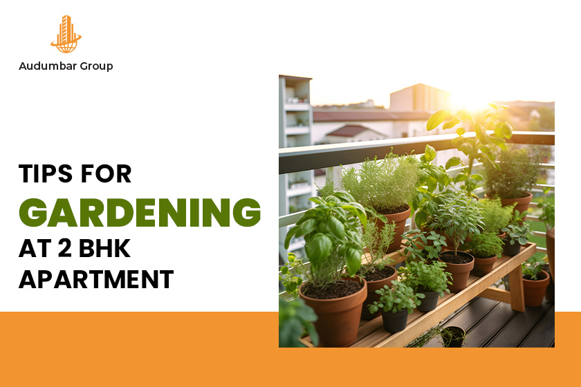 2 BHK APARTMENT GARDENING MAKING THE MOST OF LIMITED SPACE - Marigold Calendula, Pune